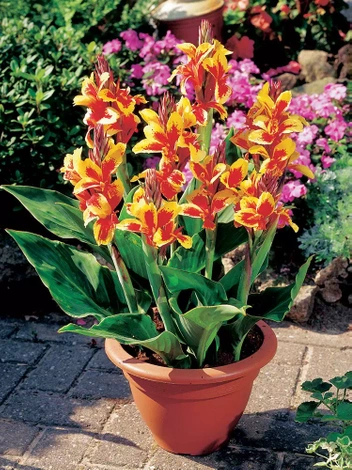 Paciorecznik (Canna) 'Reine Charlotte'