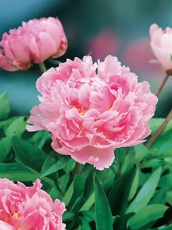 Piwonia chińska (Paeonia lactiflora) 'Sarah Bernhardt'