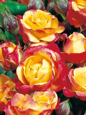 Róża Rabatowa (Rosa) 'Mazur'