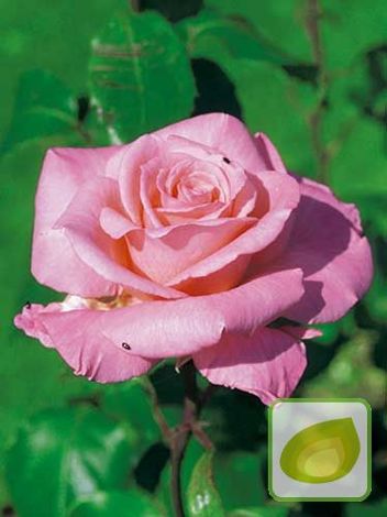 Róża Rabatowa (Rosa) 'Sylvia'