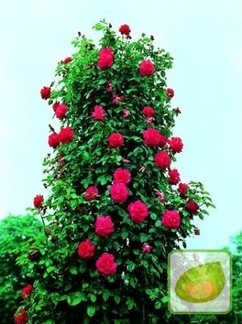 Róża (Rosa) Pnąca Czerwona