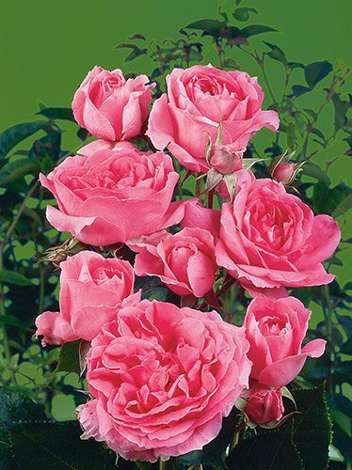 Róża (Rosa) Pnąca 'Pink Cloud'