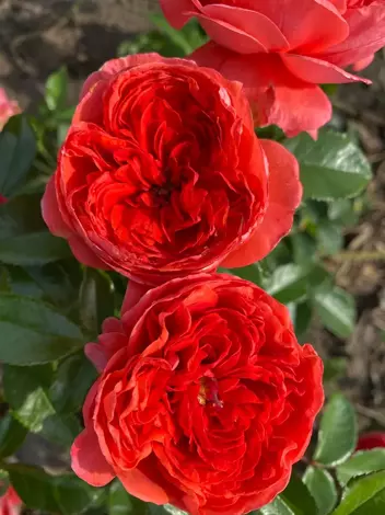Róża (Rosa) 'Raspberry Rose'