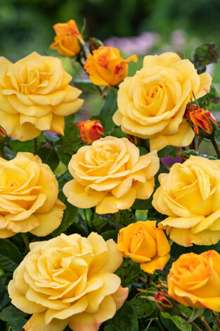 Róża (Rosa) Wielkokwiatowa 'Arthur Bell'