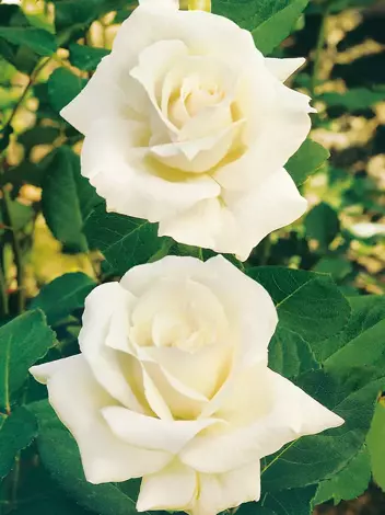 Róża (Rosa) Wielkokwiatowa Biała