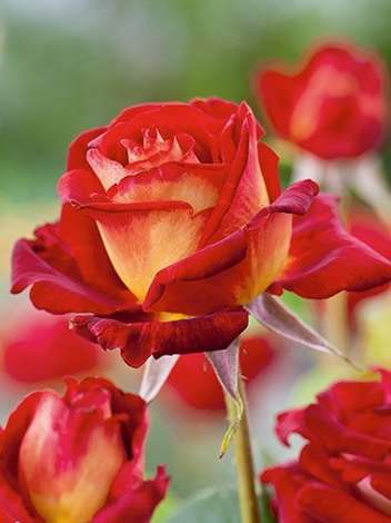 Róża Wielkokwiatowa (Rosa) 'Bicolette'