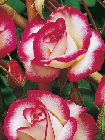 Róża Wielkokwiatowa (Rosa) 'Gaujard'