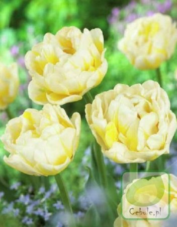 Róża Wielkokwiatowa (Rosa) 'Kronenburg'