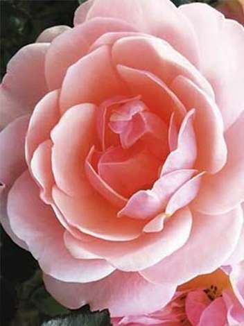 Róża Wielkokwiatowa (Rosa) 'Meichim'