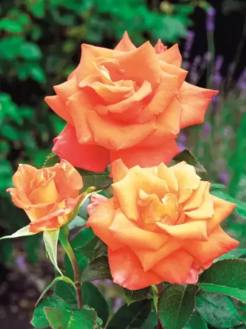 Róża Wielkokwiatowa (Rosa) Pomarańczowa 