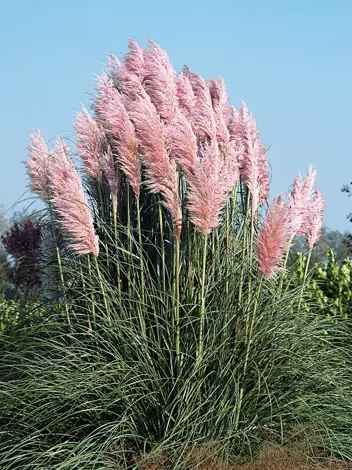 Różowa trawa pampasowa Cortaderia Selloana Pink