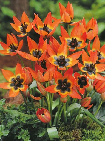 Tulipan Botaniczny (Tulipa) 'Little Princess' 10 szt.