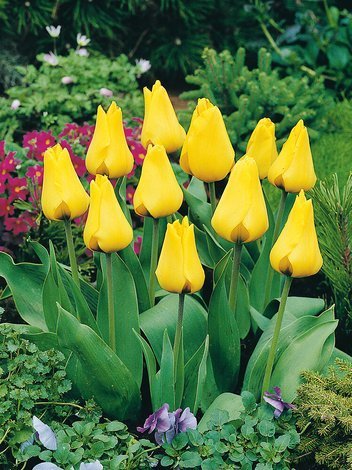 Tulipan Botaniczny (Tulipa greigii) 'Golden Tango' 5 szt.