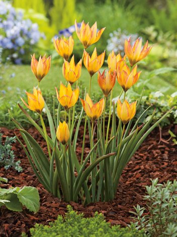 Tulipan Liliokształtny (Tulipa) o.s. Orphanidea Flava 7 szt.