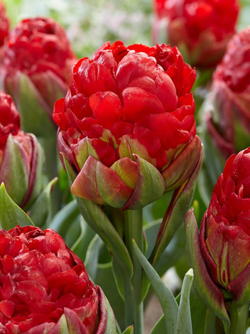 Tulipan Pełny Późny  (Tulipa) 'Double Late Ice Cream Strawberry' 1 szt.