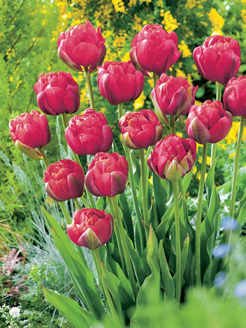 Tulipan Pełny Późny (Tulipa) 'Renown Unique' 5 szt.