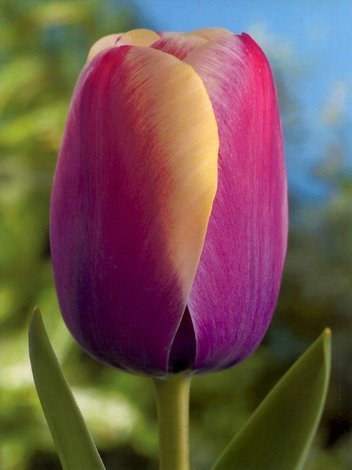 Tulipan Pojedynczy Późny (Tulipa) 'Atlantis' 5 szt.