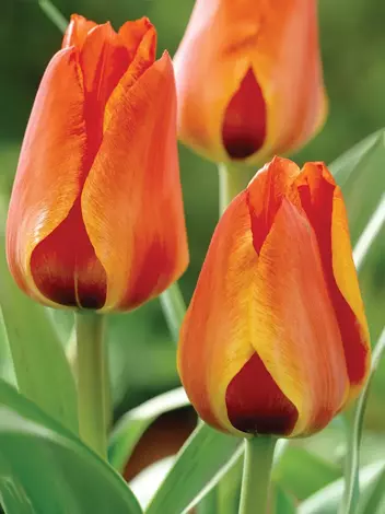 Tulipan Pojedynczy Późny (Tulipa) 'Donna Bella' 5 szt.