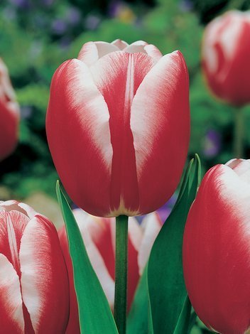 Tulipan Triumph (Tulipa) Czerwono-Biały Najtańszy 15 szt.
