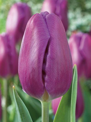 Tulipan Triumph (Tulipa) Fioletowy Najtańszy 15 szt.