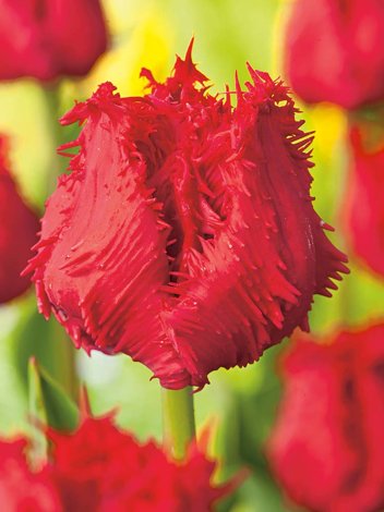 Tulipan (Tulipa) 'Barbados'