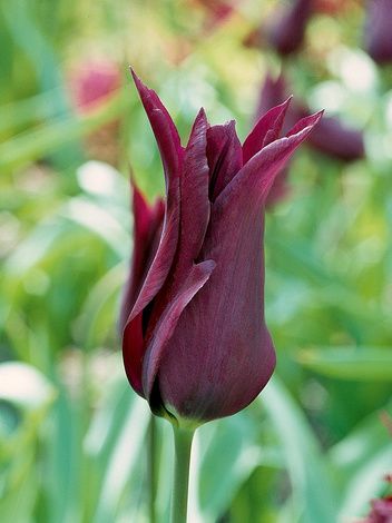 Tulipan (Tulipa) 'Burgundy'