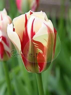 Tulipan (Tulipa) 'Orange Princess'