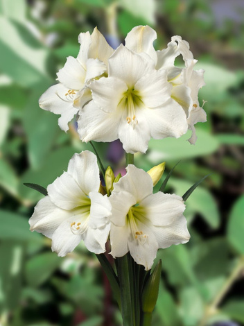 Zwartnica (Hippeastrum) 'Christmas Gift' cebulka XXL 1 szt.